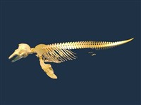 藏品(露脊鼠海豚)的圖片